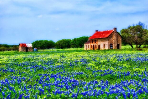 Old stone house surrounded by Texas Hill Country bluebonnet fields and green trees