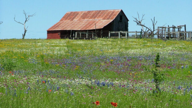 Rustic barn and wildflowers in Texas Hill Country landscape