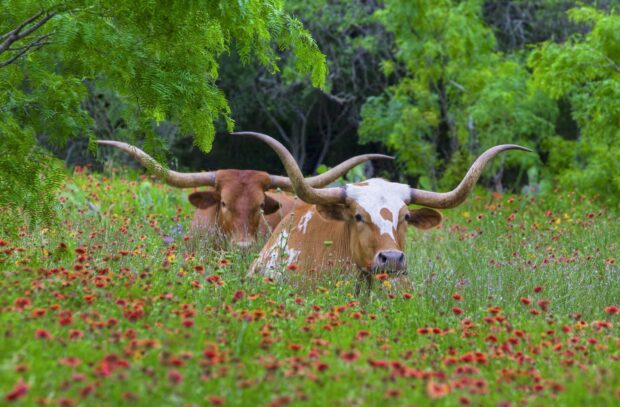 Texas Hill Country featuring longhorn cattle resting in a wildflower meadow