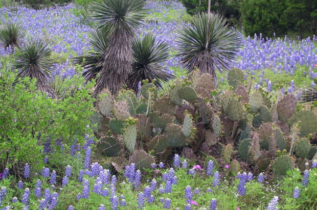 Texas Hill Country with bluebonnets and prickly pear cactus in full bloom
