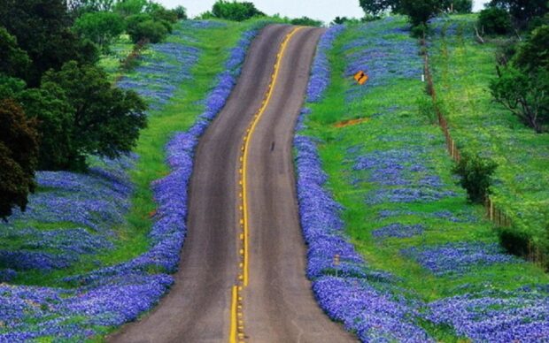 A scenic view of a winding road surrounded by bluebonnet flowers in Texas Hill Country