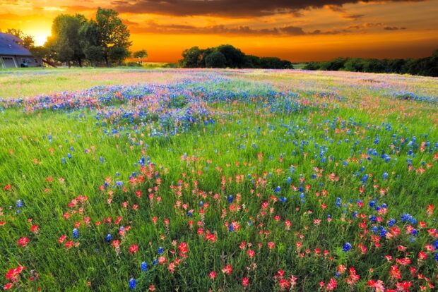 A Texas Hill Country field filled with wildflowers under a vibrant sunset sky