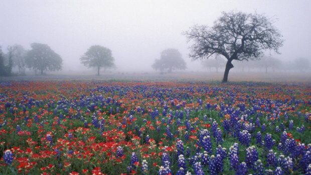 A field of bluebonnets and Indian paintbrush flowers in Texas Hill Country during foggy weather