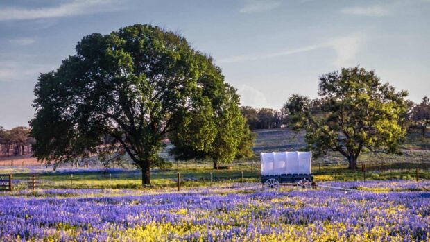 Covered wagon in Texas Hill Country field of bluebonnet flowers