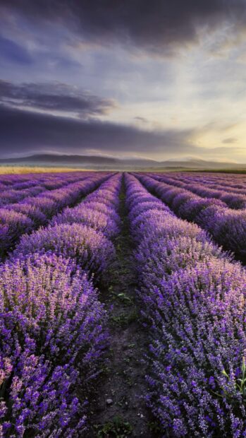 Beautiful lavender field in Texas Hill Country under a cloudy sky