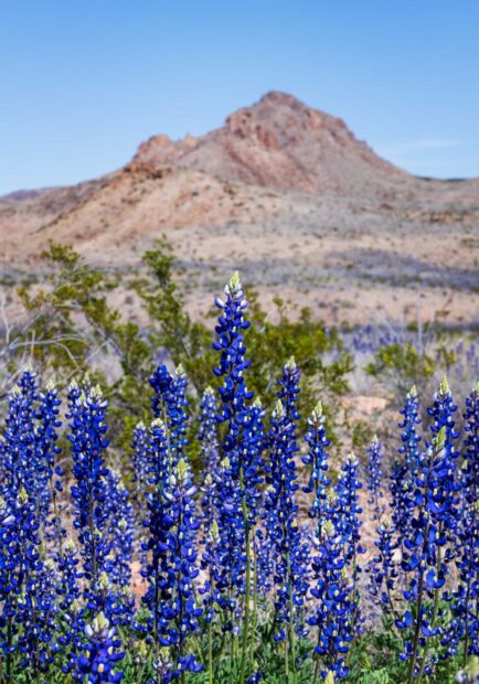 Bluebonnet flowers blooming in the Texas Hill Country landscape with mountain backdrop