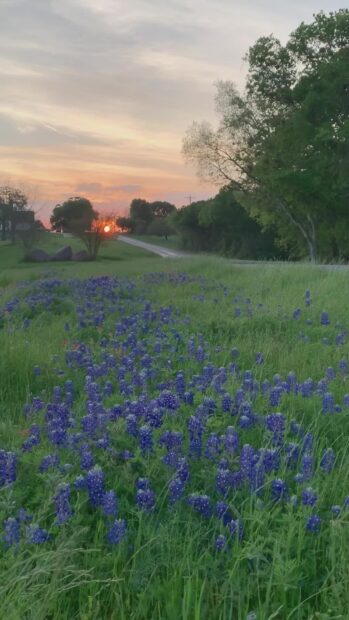 Bluebonnets blooming along the Texas Hill Country road at sunset