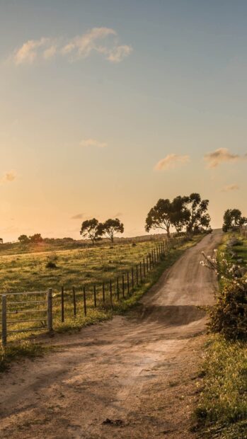 A peaceful dirt road winding through Texas hill country with trees and grassy fields at sunset