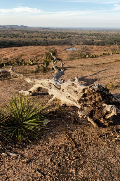 Dry landscape with a fallen tree trunk in Texas Hill Country