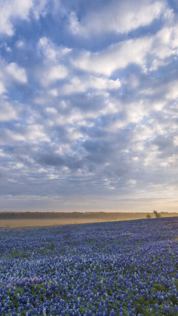 A vast field of bluebonnet flowers in Texas Hill Country under a cloudy sky