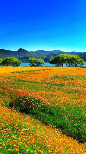 A vibrant field of wildflowers fills the Texas Hill Country landscape with vivid colors and lush greenery