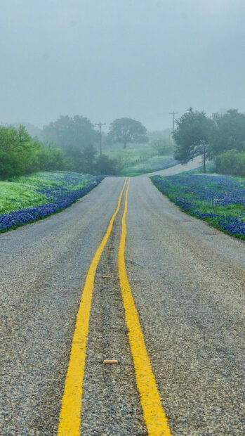 Misty road surrounded by bluebonnet fields in Texas Hill Country