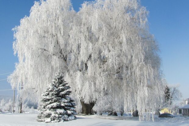 A large willow tree covered in snow with detailed white branches on a clear winter day