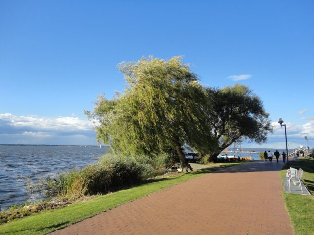 A serene lakeside walkway with a willow tree bending in the breeze near the water