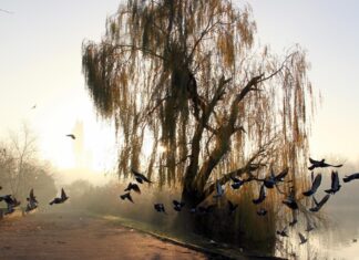 A flock of birds flying near a willow tree by a calm lakeside in the early morning light