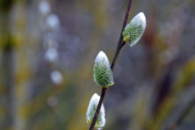 Close up of willow tree buds on a branch with a blurred natural background