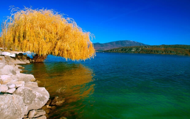 Golden willow tree reflecting over a clear lake with mountains in the background