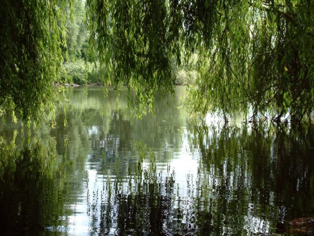 Green willow tree branches hanging over a calm river reflecting lush foliage in spring