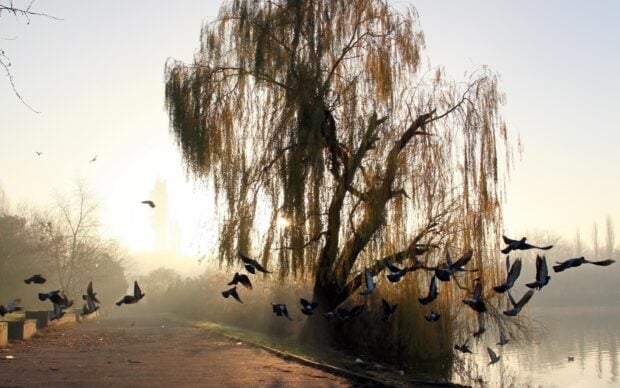 A flock of birds flying near a willow tree by a calm lakeside in the early morning light