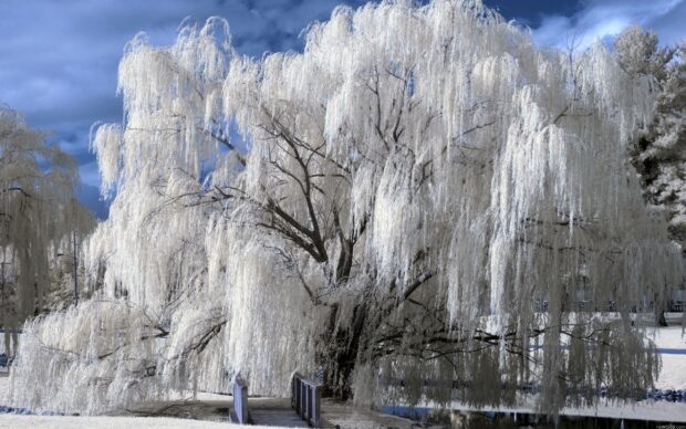 Large willow tree with white leaves standing over a wooden bridge under a cloudy blue sky