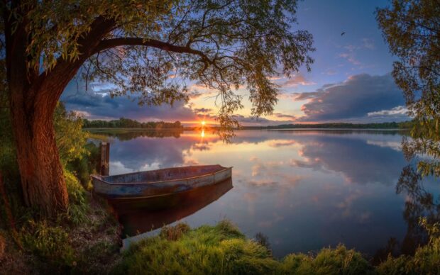 Old willow tree next to a calm lake with a boat during sunset surrounded by lush grass