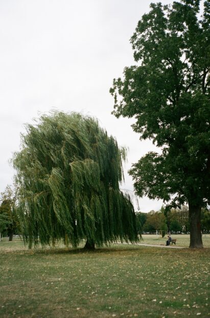 A willow tree standing alone in a green park with a person sitting on a bench nearby