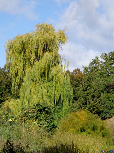 A large willow tree with drooping green leaves in a lush garden setting