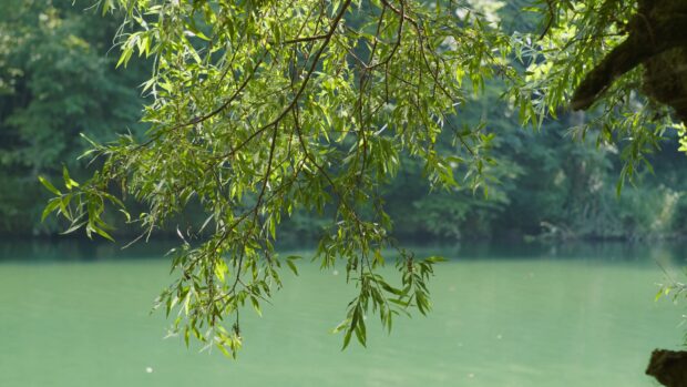Green willow tree branches hanging over a calm river in nature