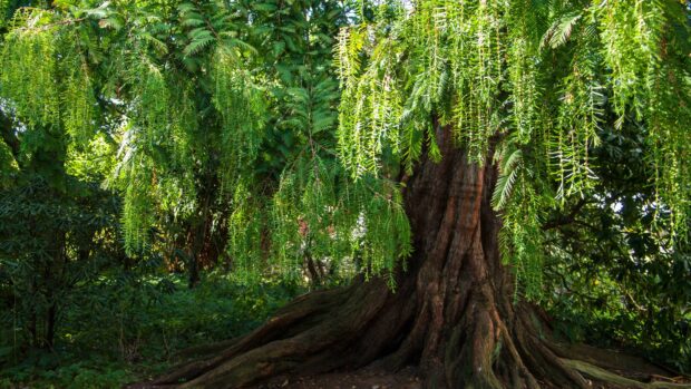 Large willow tree trunk with hanging green branches in a dense forest area