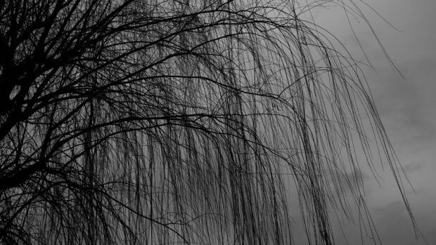 Bare willow tree branches silhouetted against a cloudy sky in black and white