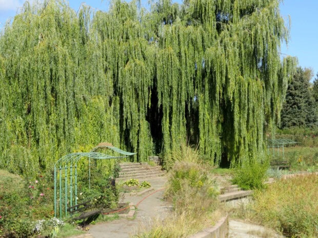 A large willow tree with hanging branches shading a garden bench and pathway