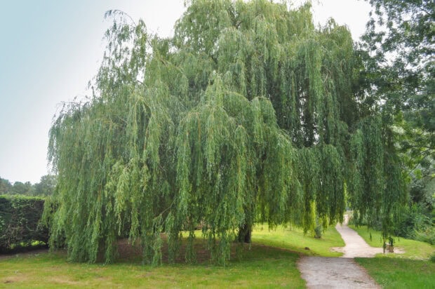 A large willow tree with lush green leaves beside a path in a serene park setting