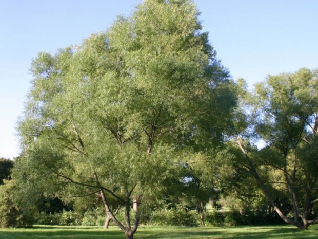 A large willow tree with lush green leaves standing in a sunny park with clear blue sky