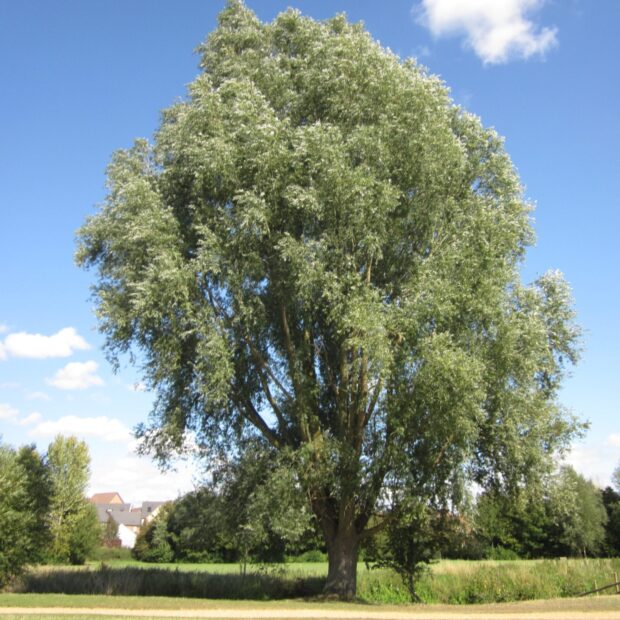 A large willow tree with lush green leaves stands tall in a sunny field under a clear blue sky