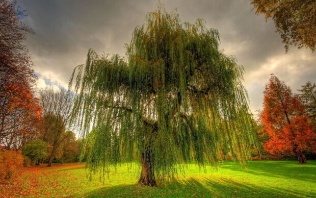 A lush willow tree with hanging branches in a vibrant autumn park