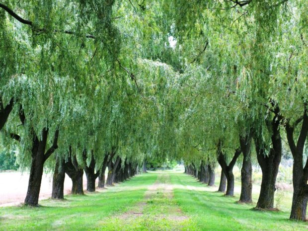 A peaceful path lined with lush willow tree branches creating a green tunnel view