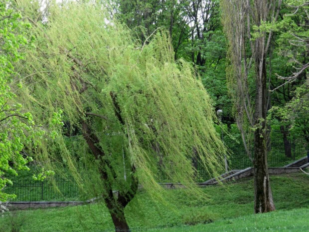 A green willow tree with long hanging branches in a lush park setting