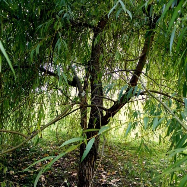A willow tree with dense green leaves in a natural outdoor setting