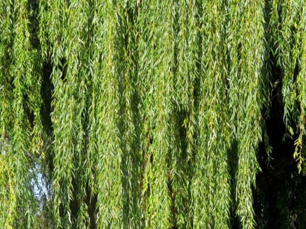 Close up of green willow tree leaves hanging down naturally