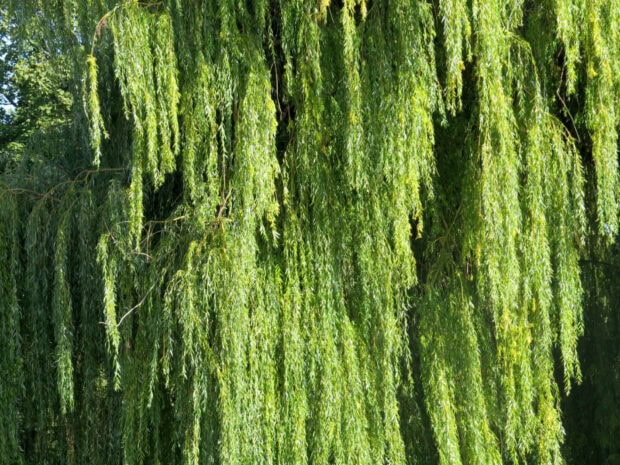 Green willow tree branches with lush leaves in bright sunlight