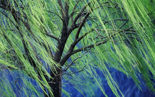 Fresh willow tree branches with vibrant green leaves in spring breeze