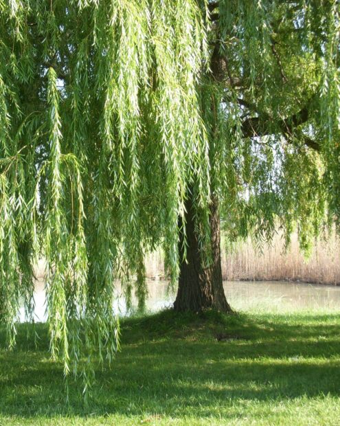 Green willow tree with long branches hanging over grass near a lake