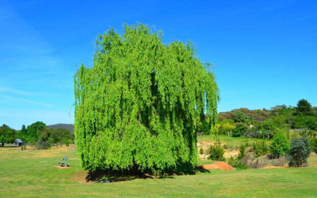 Large willow tree with lush green leaves in a sunny open field