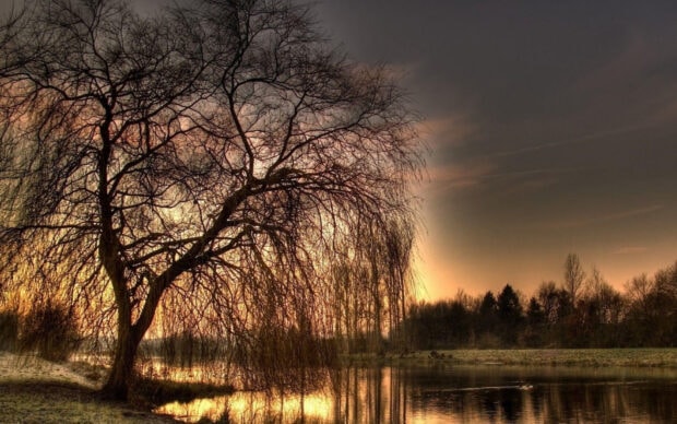 Willow tree branches silhouette over calm lake at sunset with warm sky