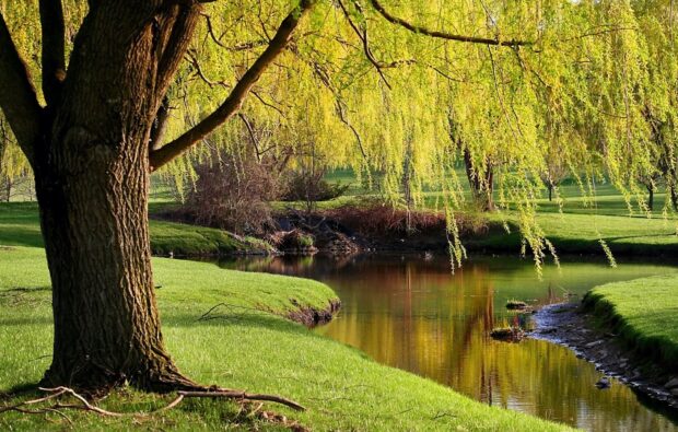 A large willow tree by a calm river with green grass and willow tree branches hanging down