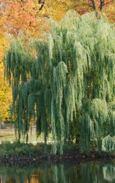 A willow tree with long drooping branches near a peaceful pond in autumn colors