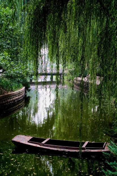 A serene scene with willow tree branches hanging over a calm river and an empty wooden boat