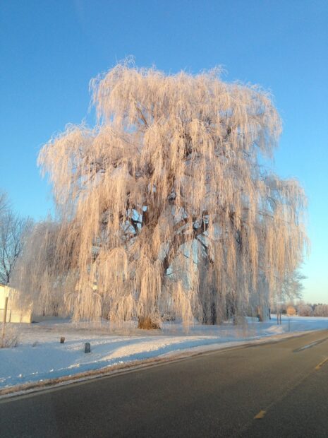 A snowy willow tree covered in frost on a winter day