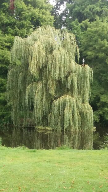 A large willow tree with hanging branches beside a pond in a green park