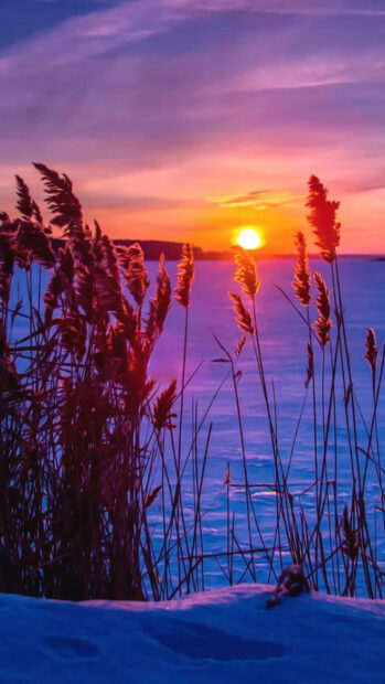 Winter sunset with tall winter plants by frozen lake during twilight